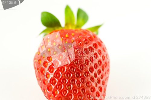 Image of Striking Strawberry 3