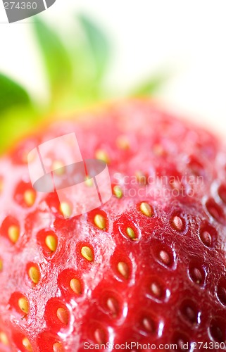 Image of Striking Strawberry 6