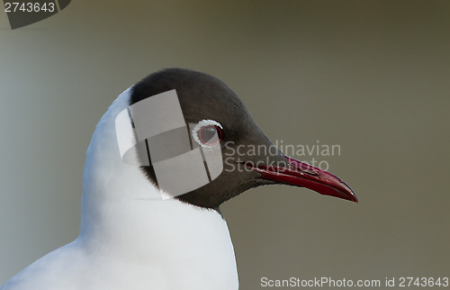 Image of Black-headed Gul