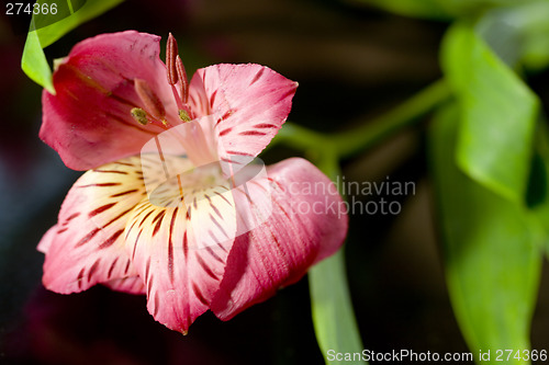 Image of Red Lily with Green Leaves