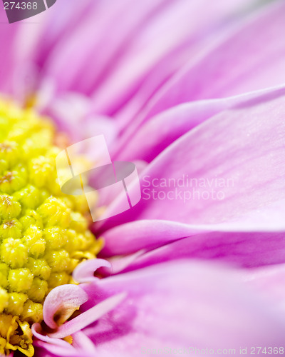 Image of Pink Daisy Macro