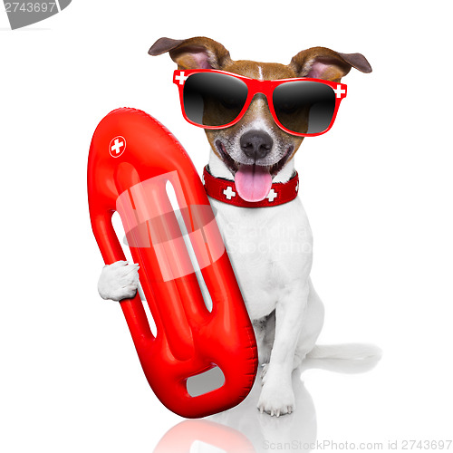 Image of lifeguard dog 