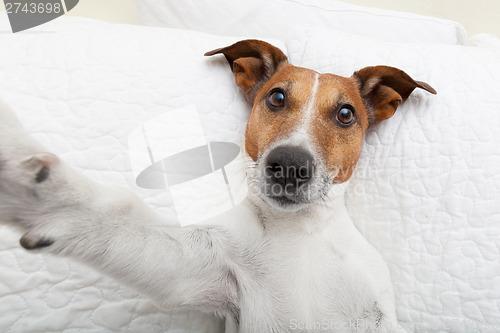 Image of dog selfie