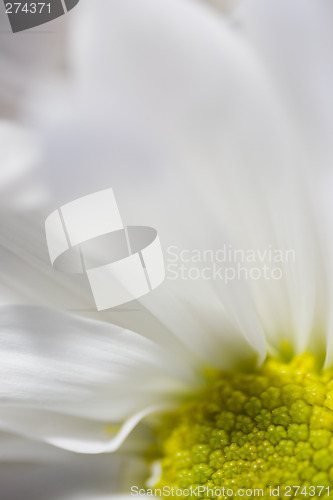 Image of White Daisy Macro