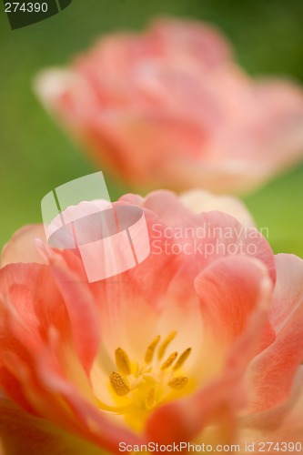 Image of Two Pink Tulips on Green Background