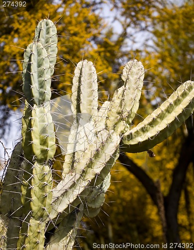 Image of Cactus with Yellow Flowering Trees