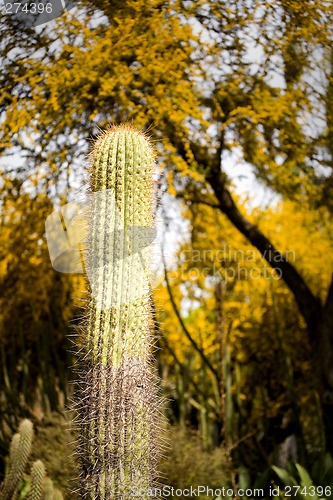 Image of Saguaro Cactus with Yellow Flowering Trees
