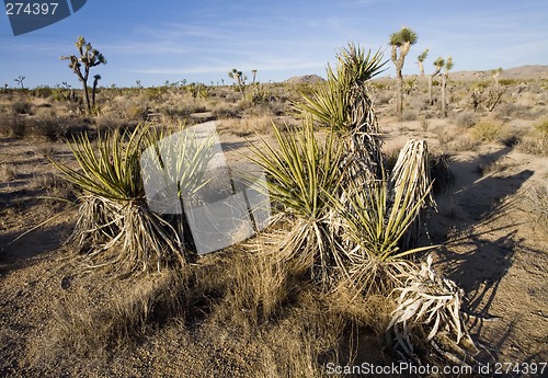 Image of Joshua Tree National Park