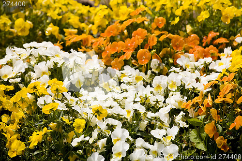 Image of A Carpet of Flowers