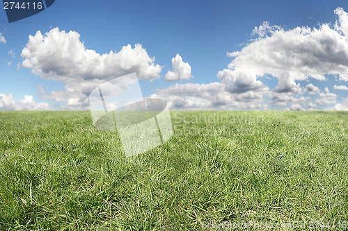 Image of Sky and grass