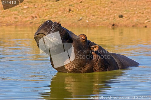 Image of Portrait of a hippopotamus