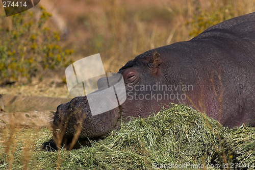 Image of Portrait of a hippopotamus