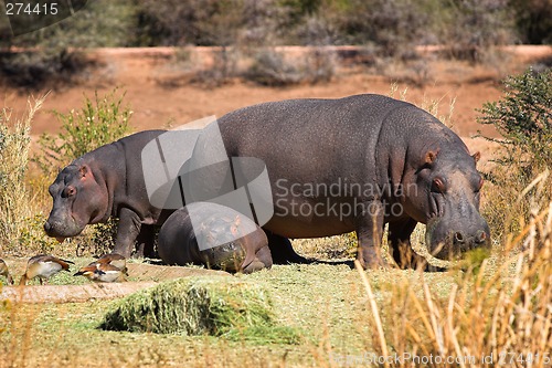 Image of Hippo family