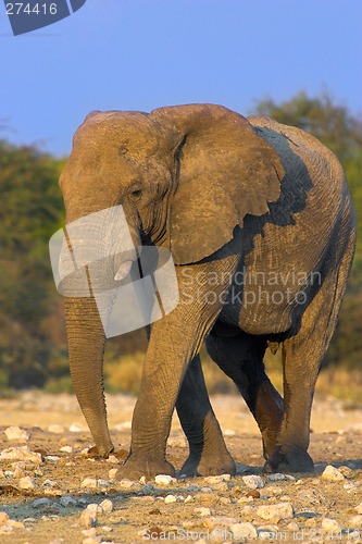 Image of Portrait of an elephant