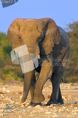 Image of Portrait of an elephant