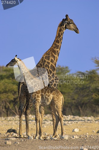 Image of Pair of giraffes