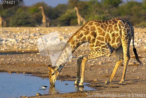 Image of Drinking giraffe