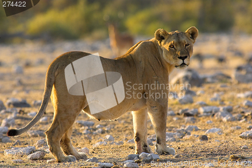 Image of Portrait of a lion