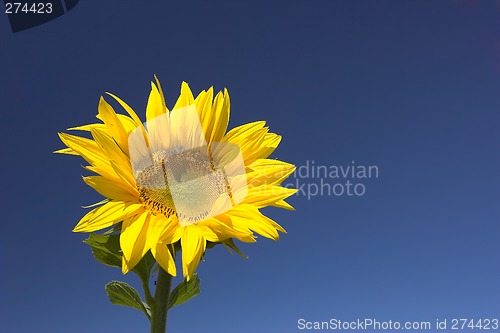 Image of Sunflower
