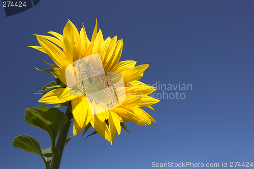 Image of Sunflower