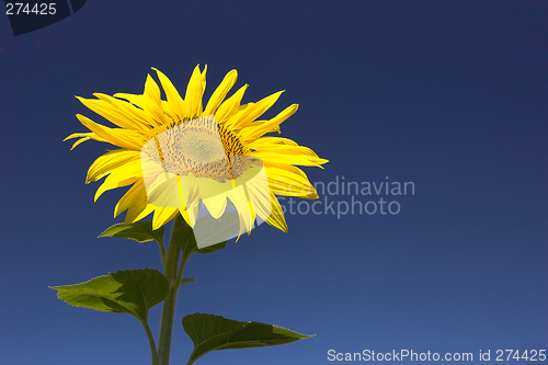 Image of Sunflower