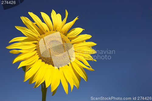 Image of Sunflower