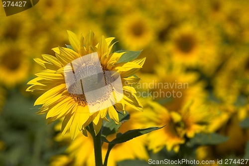 Image of Sunflower