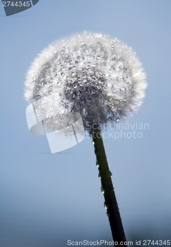 Image of Dandelion with water drops