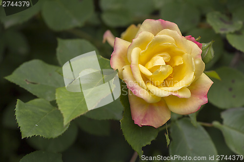 Image of Yellow rose