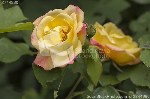 Image of Yellow roses