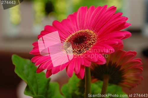 Image of Gerbera flower
