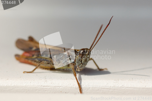 Image of Grasshopper