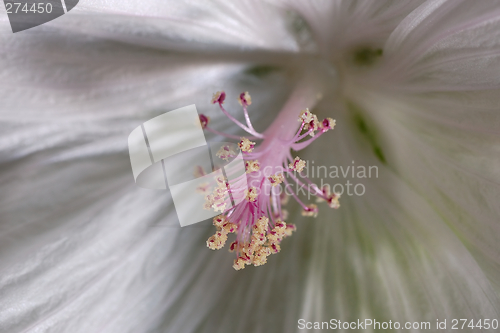 Image of Mallow flower