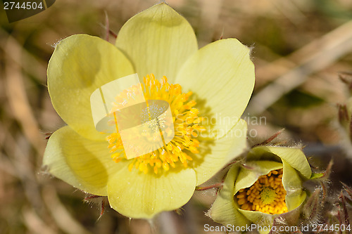 Image of yellow flower saffron crocus