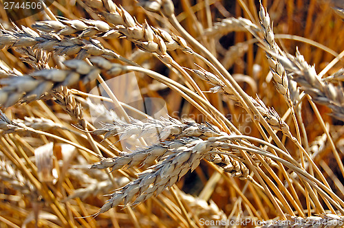 Image of ears of corn