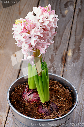 Image of Pink Hyacinths