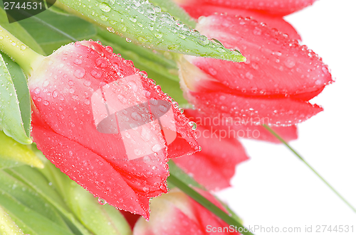 Image of Spring Tulips