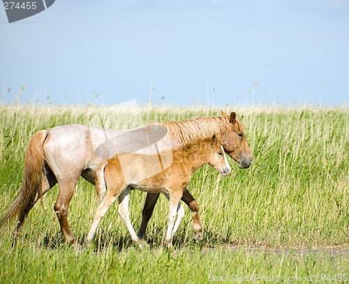 Image of Horses family.