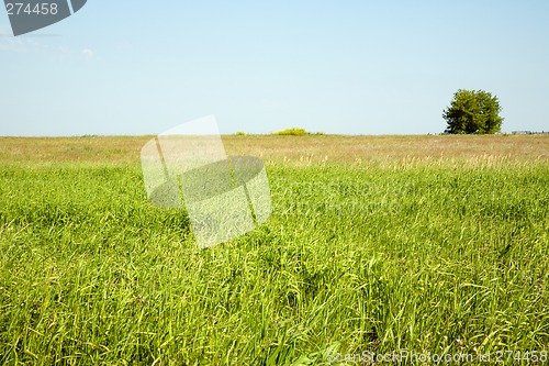 Image of Summer landscape.