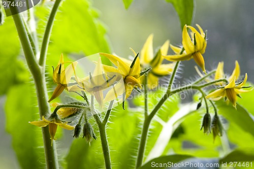 Image of Flowering tomatoes.