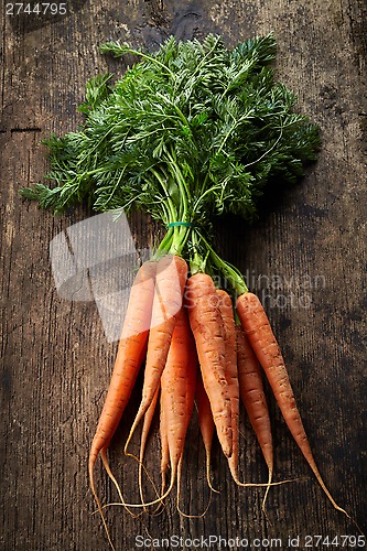 Image of fresh carrot bunch