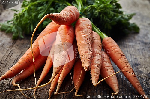 Image of fresh carrot bunch