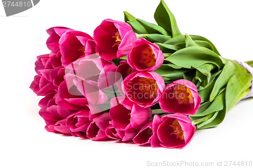 Image of Bunch of tulips on a white