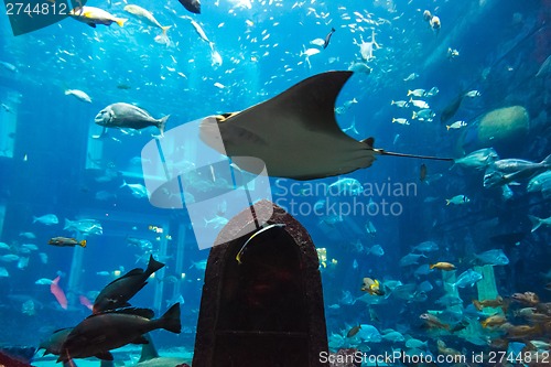 Image of Aquarium tropical fish on a coral reef