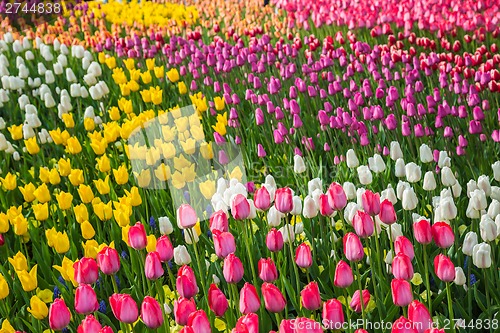 Image of Multicolored flower  tulip field in Holland