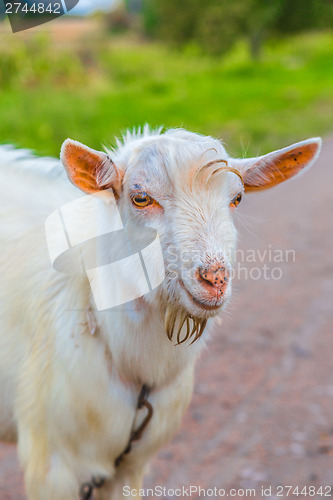 Image of Portrait of a funny goat looking to a camera over blue sky backg