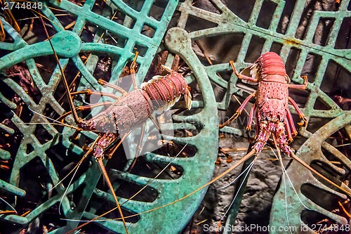 Image of alive lobster in an aquarium