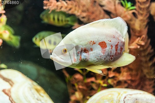 Image of Ttropical freshwater aquarium with fishes