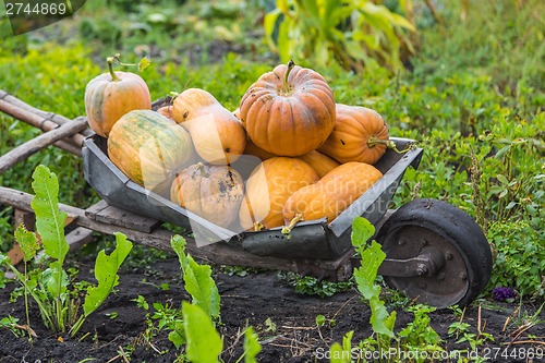 Image of Pumpkins on a wheelbarrow.