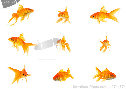 Image of Set of gold fishes
